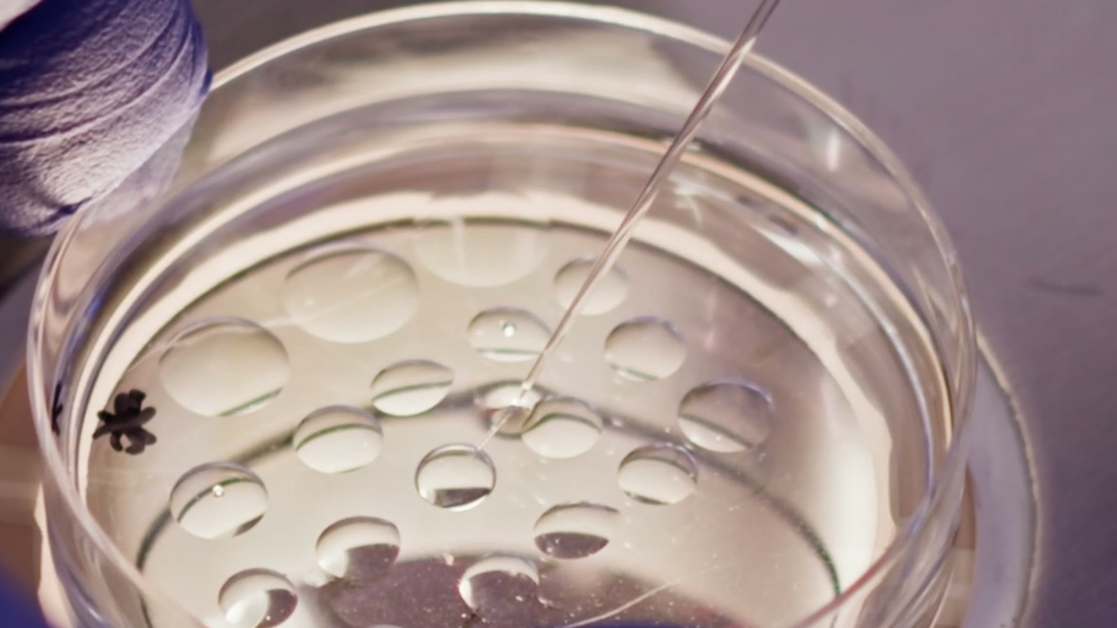 An embryologist working with a culture dish under the microscope at Santaana Fertility